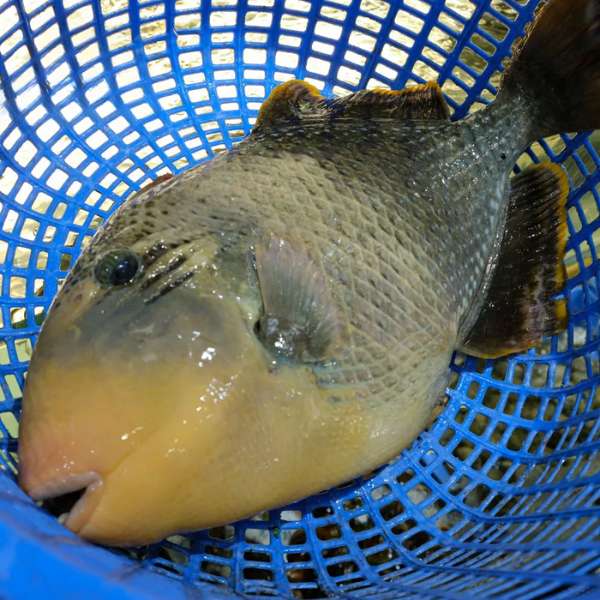 cá bò giáp giá tốt