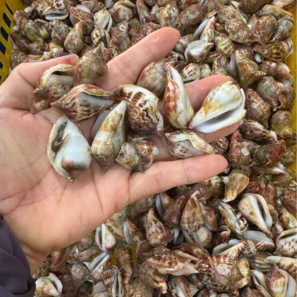 ốc nhảy giá sỉ