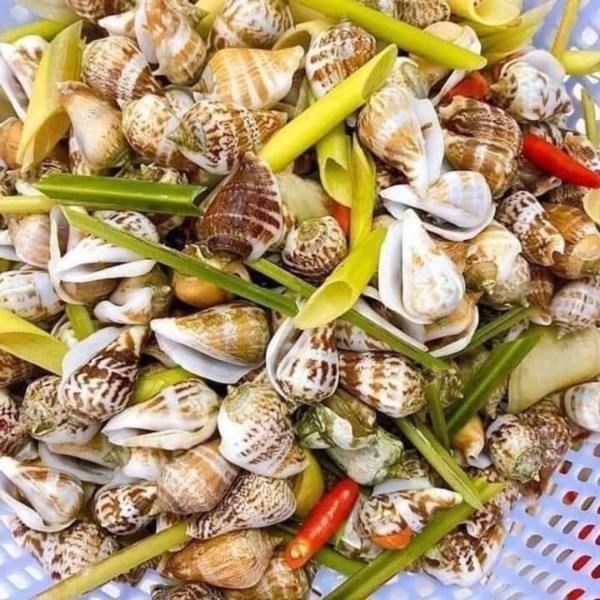 Ốc nhảy chất lượng