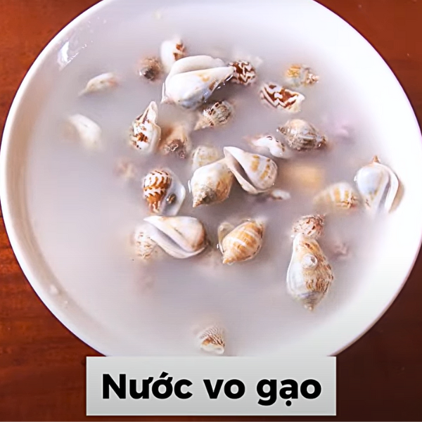 ốc nhảy giá sỉ