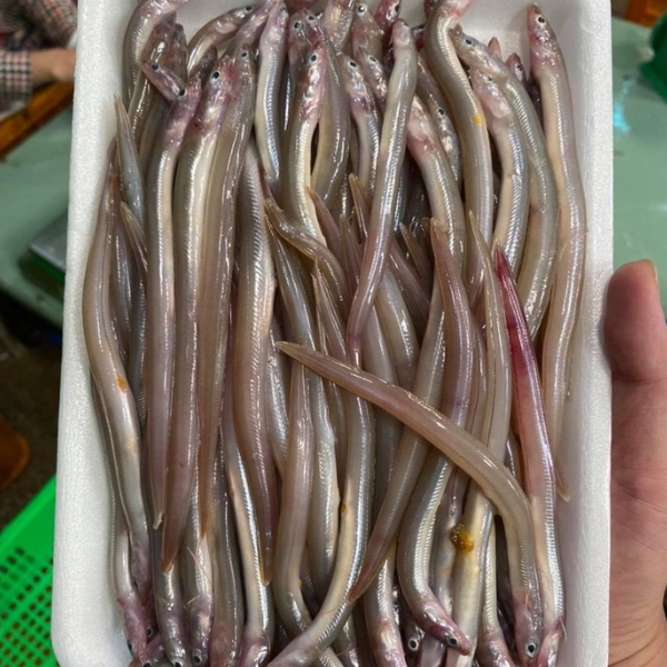 Cá sụn sịn giá sỉ 