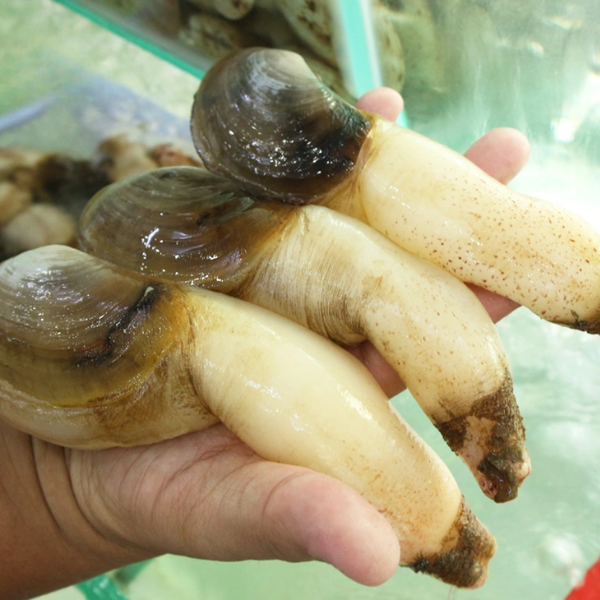Ốc tu hài giá sỉ