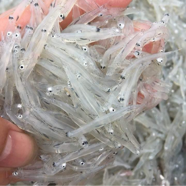 cá Cơm mờm giá sỉ