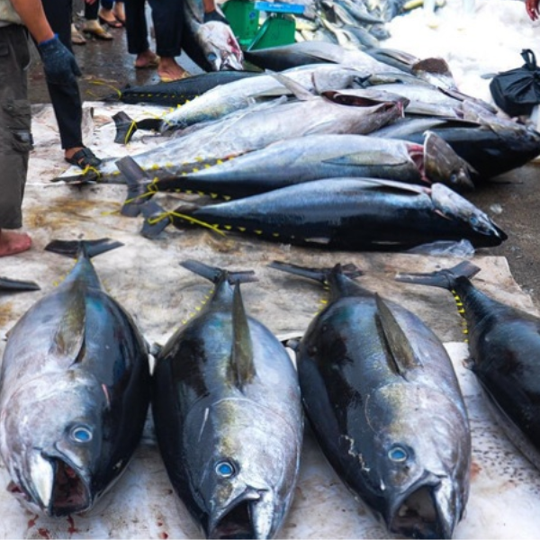 Hình ảnh cá ngừ saku