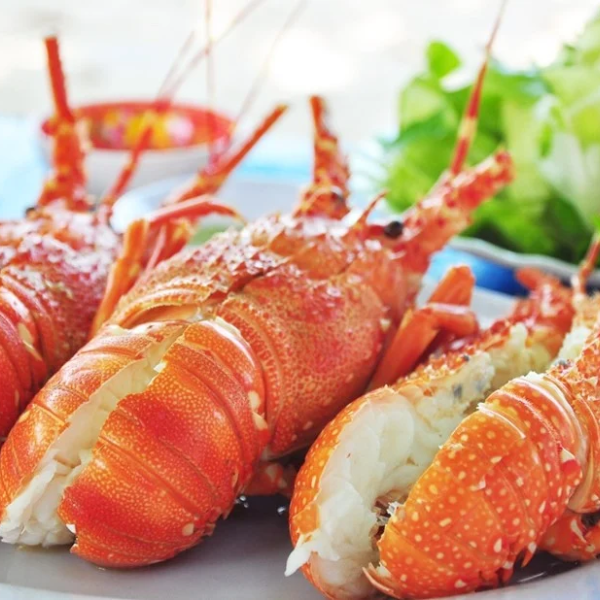 Tôm hùm giá sỉ