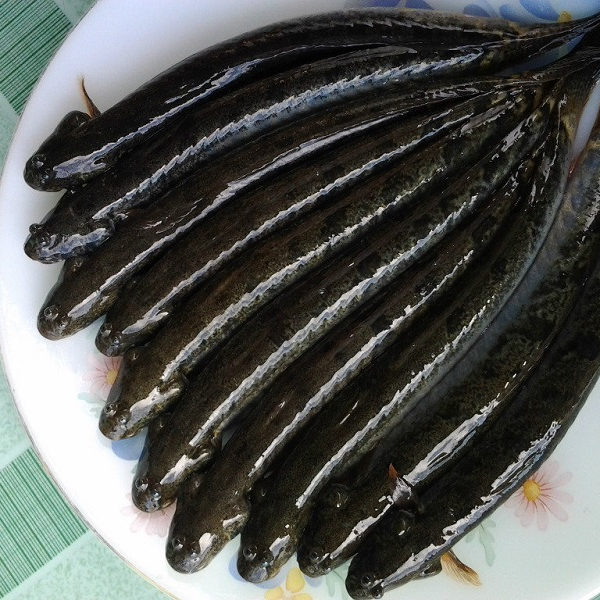 cá kèo giá sỉ