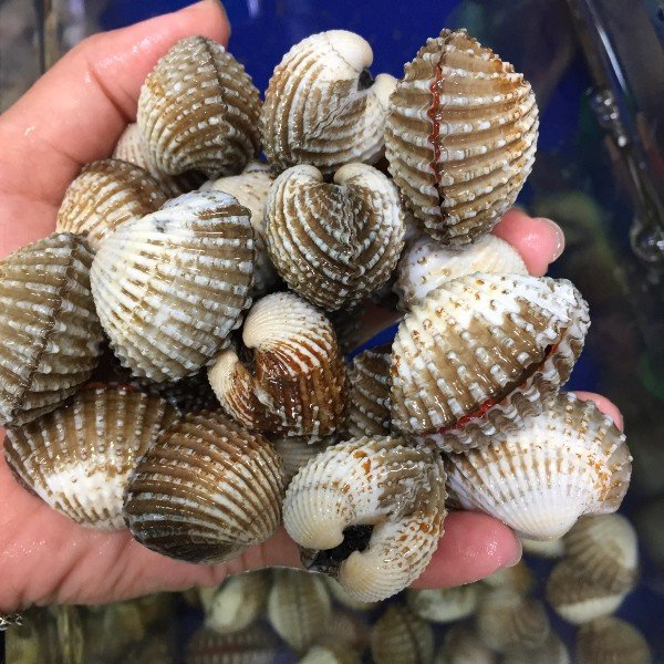 sò huyết giá sỉ