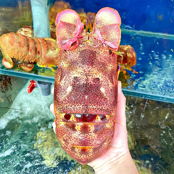 tôm mũ ni giá sỉ